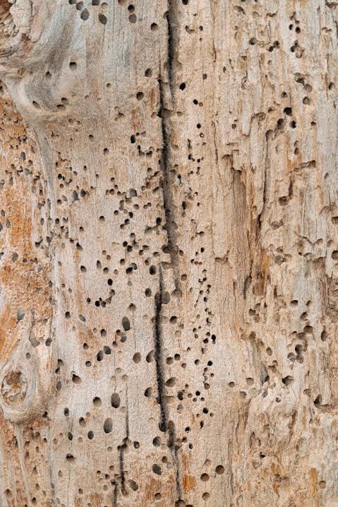 Effetti dei tarli sul legno